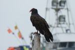 PICTURES/Port Ordford - The Port/t_Vulture11.JPG